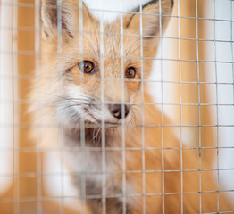 Wall Mural - a young fox in a cage. photographed close-up.