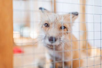 Wall Mural - a young fox in a cage. photographed close-up.