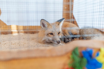 Wall Mural - a young fox in a cage. photographed close-up.