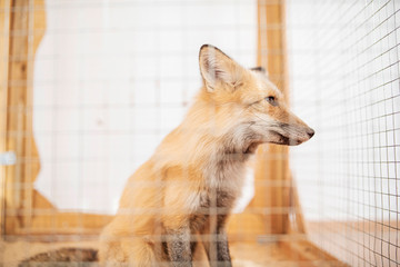 Wall Mural - a young fox in a cage. photographed close-up.