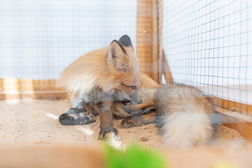 Wall Mural - a young fox in a cage. photographed close-up.