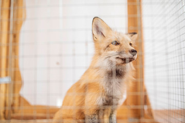 Wall Mural - a young fox in a cage. photographed close-up.
