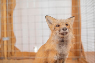 Wall Mural - a young fox in a cage. photographed close-up.