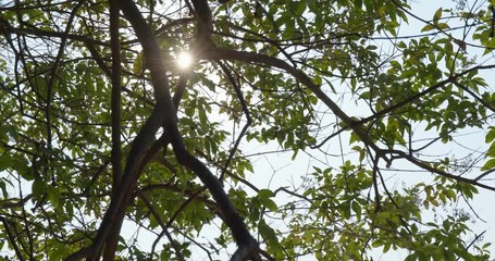 Wall Mural - green tree branch with sunlight ray