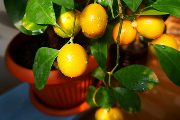 Clementine mandarin orange tree indoors