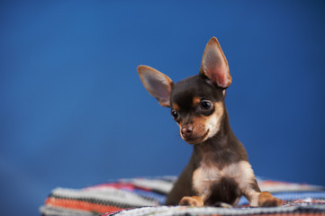 Wall Mural - Beautiful Russian Toy Terrier sits on a striped plaid on a blue background.