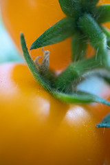 tomato macro 