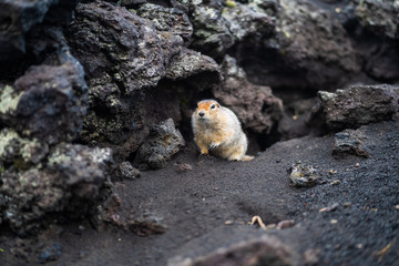 Wall Mural - funny groundhog with fluffy fur