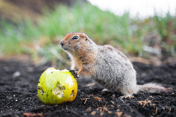 Wall Mural - funny groundhog with fluffy fur