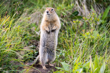 Wall Mural - funny groundhog with fluffy fur