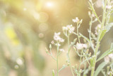 Fototapeta Natura - Forest flowers grass meadow with wild grasses,Macro image with small depth of field,Blur background