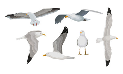 Wall Mural - grey seagulls in different poses vector illustraion set