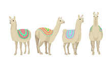 Four Llamas Animals In Colorful Blankets Vector Illustration Set