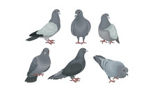 Rock Doves Or Pigeons In Motion Vector Illustration Set