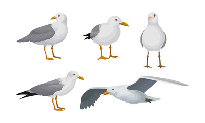Wall Mural - grey seagulls stand in different poses and fly vector illustraion set