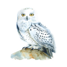Watercolor White Polar Owl Isolated, Arctic Bird. North Fauna Illustration. Poster, Wall-art. Scandinavian Style. Winter Prints. 