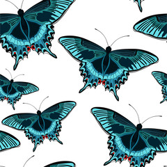 seamless pattern butterfly Papilio maackii tropical.  illustration