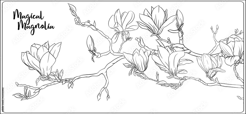 Magnolia tree branch with flowers. Coloring page for the adult coloring ...