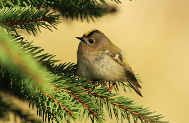 Wall Mural - Goldcrest on the branch in forest