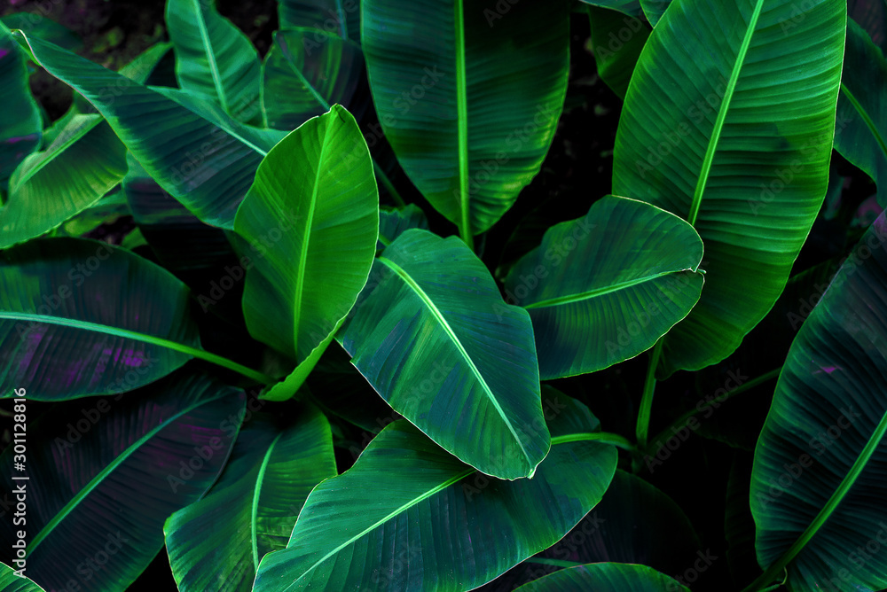 Tropical banana leaf concept, natural green banana leaf, green background in Asia and Thailand - obrazy, fototapety, plakaty 