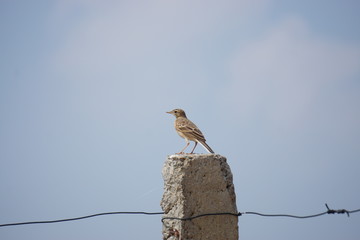 paddy field pipit