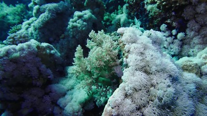 Wall Mural - Soft coral polyps on coral reef Elfin Ston catch plankton, Red Sea, Egypt