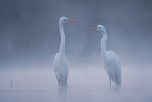 Realistic Great White Egrets In The Morning Lake In Fog.
