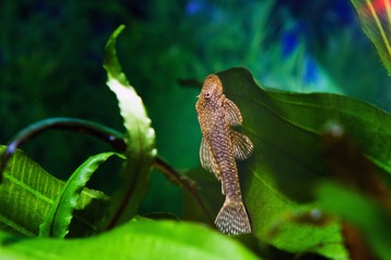 Wall Mural - Ancistrus, Ancistrus sp., bushynose catfish, funny, peaceful and useful Loricariidae nocturnal freshwater algae eater species feeds on a leaf of sword plant in nature planted biotope tank