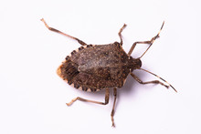 Brown Marmorated Stink Bug Top View Close Up