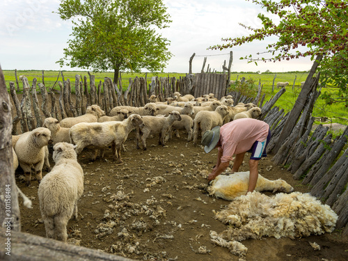 Fotomural The major sources of income for a farm come from the sale of lambs and the shearing of sheep for their wool