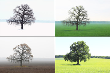 Wall Mural - Abstract image of lonely tree in winter without leaves on snow, in spring without leaves on grass, in summer on grass with green foliage and autumn with red-yellow leaves as symbol of four seasons