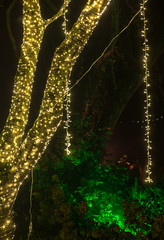 Wall Mural - Beautiful display of hanging fairy lights on a large willow tree at night