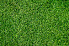 Green Grass Texture Can Be Use As Background