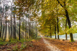 Fototapeta  - Autumn colors in Nature reserve Planken Wambuis at the Veluwe in Gelderland in the Netherlands