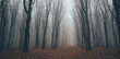 © 4Max - Forest in fog with mist. Fairy spooky looking woods in a misty day. Cold foggy morning in horror forest with trees