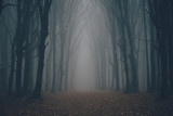 Forest in fog with mist. Fairy spooky looking woods in a misty day. Cold foggy morning in horror forest with trees