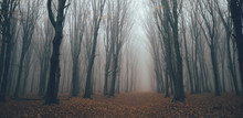 Forest In Fog With Mist. Fairy Spooky Looking Woods In A Misty Day. Cold Foggy Morning In Horror Forest With Trees