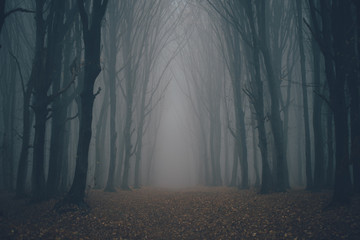 forest in fog with mist. fairy spooky looking woods in a misty day. cold foggy morning in horror for