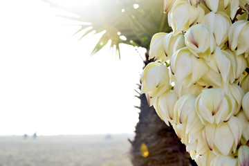 Wall Mural - Flowers' palm