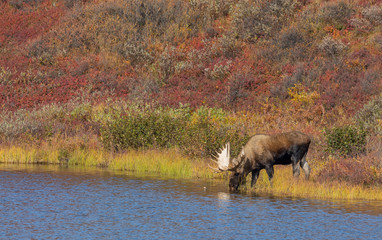 Canvas Print - Alaska Yukon Bull Moose in Autumn in Denali National Park