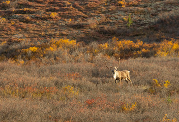 Sticker - Barren Ground Caribou Bull Alaska in Autumn