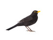 blackbird isolated on a white background.