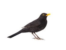 Blackbird Isolated On A White Background.