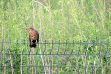 A Dark Brown Female Eurasian Blackbird Sitting On A Fence Made Of Welded Wire Mesh Panels