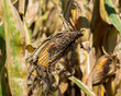 canvas print picture - Cornfield with ear of corn on cornstalk with black kernels from rot, disease, or insect damage