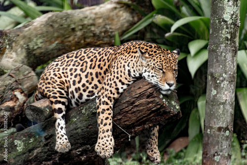 Photographie A beautiful Brazilian jaguar resting on a tree