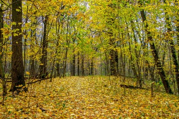 Wall Mural - Golden forest in late autumn on a cloudy day. The natural beauty of Russian nature.