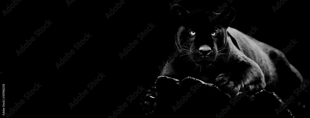 Black jaguar with a black background - obrazy, fototapety, plakaty 