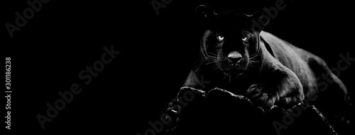 Black jaguar with a black background Tableau sur Toile