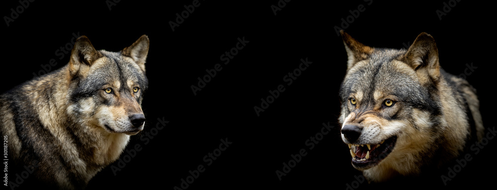Obraz na płótnie Grey wolf with a black background w salonie